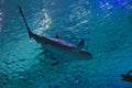 A great white shark swimming in the ocean Royalty Free Stock Photo