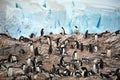 View of a big group of Gentoo penguins standing on rocks against a cloudy sky in Antarctica