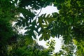 View of big leave from below in rainforest