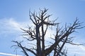 A big old tree blocking the light Royalty Free Stock Photo