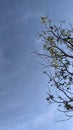 View of big tree and blue sky background