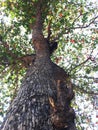 View of the big tree at the bottom. Huge branchy tree. Blue sky Royalty Free Stock Photo