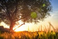 View on big tree in meadow at sunset. grass glows with golden warm sunlight. Under green tree in summer Royalty Free Stock Photo