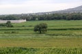 view of big tree in the middle of green planting fields Royalty Free Stock Photo