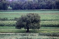 View of big tree in the middle of green planting fields Royalty Free Stock Photo