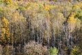 View of birch grove at edge of colorful forest