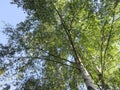 View in a Birch Tree in the Sunshine in June III Royalty Free Stock Photo