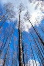 View of the birch trees from below. picture of the beautiful birch trees against the bright blue sky with white clouds. birches in Royalty Free Stock Photo