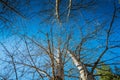 View of the birch trees crowns on a sunny day Royalty Free Stock Photo