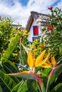 Bird of paradise flower (Strelitzia) with traditional house in Santana on background, Madeira island, Portugal Royalty Free Stock Photo