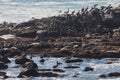 View of bird rocks and cliffs along Pacific Coast Highway 1 in California, a habitat and refuge for brown pelicans, cormorants,