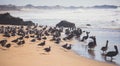 View of bird rocks and cliffs along Pacific Coast Highway 1 in California, a habitat and refuge for brown pelicans, cormorants,