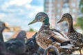 View of a bird, a Siberian mallard duck on the city embankment