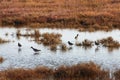 View of birds in Evros river, Greece. Royalty Free Stock Photo