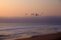 View of birds in flight against beach in Namibe desert