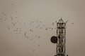 Birds flying around radio antenna tower Royalty Free Stock Photo