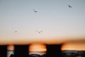 View of birds flying over lake during sunset Royalty Free Stock Photo