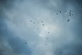 birds flying silhouettes on blue hour cloudy sky background Royalty Free Stock Photo