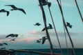 View of birds flying in the sky near boat at sunset Royalty Free Stock Photo