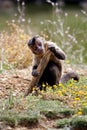 Black-capped Capuchin Royalty Free Stock Photo