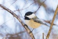 Black-capped chickadee (Poecile Atricapillus) perched on a branch Royalty Free Stock Photo