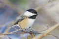 Black-capped chickadee (Poecile Atricapillus) perched on a branch Royalty Free Stock Photo