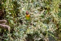 View of a black-cheeked lovebird, Agapornis nigrigenis, sitting in the bush