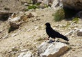 Black chough on the stony groung Royalty Free Stock Photo