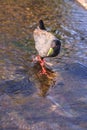 View of black crake (Zapornia flavirostra) walking around a lake, Kruger National Park Royalty Free Stock Photo