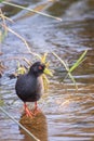 View of black crake (Zapornia flavirostra) walking around a lake, Kruger National Park Royalty Free Stock Photo