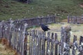 View of a Black Currawong bird, a large passerine bird endemic to Tasmania