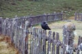 View of a Black Currawong bird, a large passerine bird endemic to Tasmania