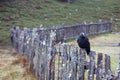 View of a Black Currawong bird, a large passerine bird endemic to Tasmania