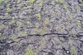 View of the black dark fertile loose fresh cracked natural moist soil with small low green grass. The background. Texture Royalty Free Stock Photo