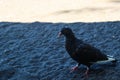 view of black doves enjoying walking on the sand of Banyuwangi\'s Cacalan beach Royalty Free Stock Photo