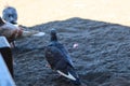 view of black doves enjoying walking on the sand of Banyuwangi\'s Cacalan beach Royalty Free Stock Photo