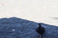 view of black doves enjoying walking on the sand of Banyuwangi\'s Cacalan beach Royalty Free Stock Photo