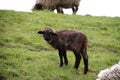 View on a black little sheep on a grass area in rhede emsland germany