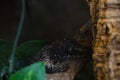 View of the black reptile in the park for animals Royalty Free Stock Photo