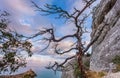 View of Black Sea bay with rock, dried dead snag tree and tree b