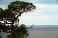 View of the Black Sea and Pitsunda pine