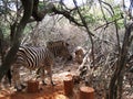 BURCHELL`S ZEBRAS STANDING UNDER TREES AGAINST A SLOPE
