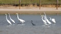 View of black and white Eastern great egrets walking in the water Royalty Free Stock Photo