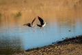 View of black-winged stilt flying over the lake Royalty Free Stock Photo