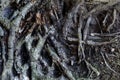 Blackened roots of fallen tree Royalty Free Stock Photo