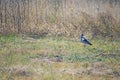 VIEW OF A BLACKSMITH PLOVER ON A PATCH OF GRASS