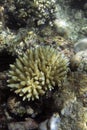 View of bleaching acropora coral