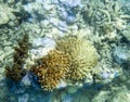 View of bleaching coral reef