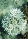 View of bleaching coral reef
