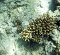 View of bleaching coral reef